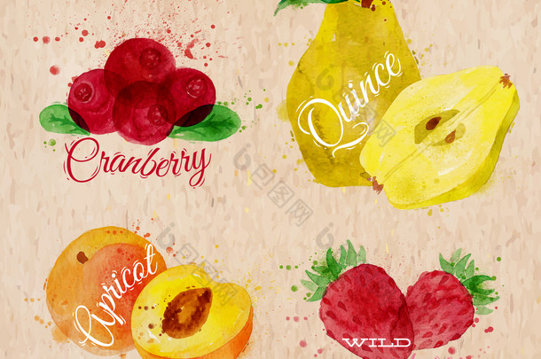 水果水彩蔓越莓，木瓜，杏、 野草莓卡夫