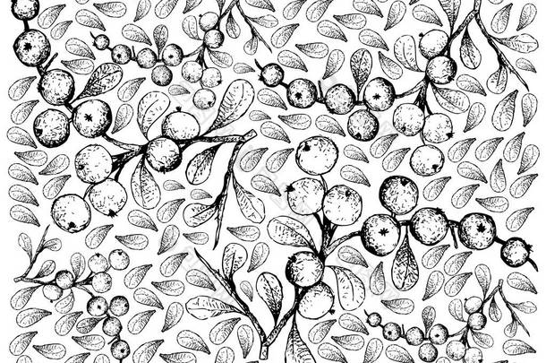 浆果水果, 插图壁纸的手绘草图的 Flueggea Virosa 水果隔离白色背景. 