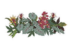热带植物和兰花的组成