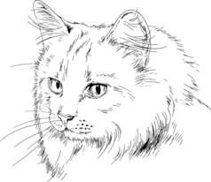 用墨水在白色背景上画的纯种猫