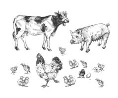 农场动物群的图解。母鸡，小鸡，猪，牛。自然生态农业。复古手绘风格.