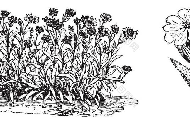 这些是 Agrostemma 乔里斯的花朵, 有深粉色和紫色或猩红色, 复古线条画或雕刻插图.