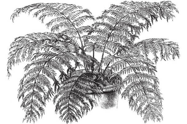 这是 Nephrodium 藓鸡冠沿尖锐齿叶边缘 Nephrodium 藓鸡冠是一个花园形式与羽片好奇地分叉和冠。它展示了用于装饰的植物, 复古线条画或雕刻插图.