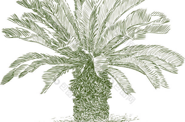 小的热带棕榈树