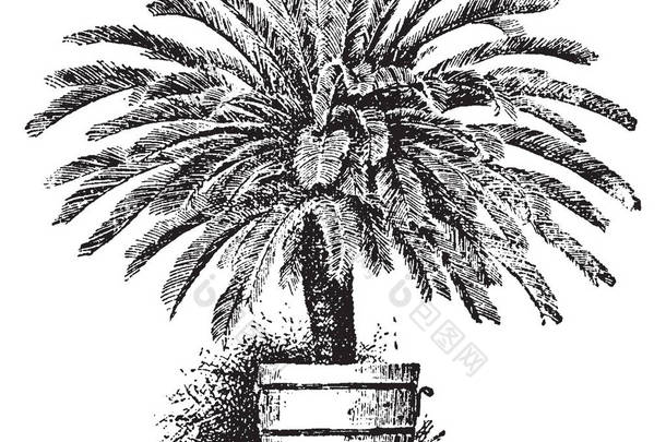 广泛传播厚的日本棕榈树, 复古线条画或雕刻插图.