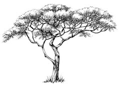非洲树，漆树树