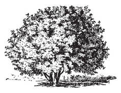 一个完整生长, 厚树干角豆树的素描, 有坚固的树枝, 复古线条画或雕刻插图.