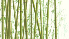 与很多竹子的水平图.