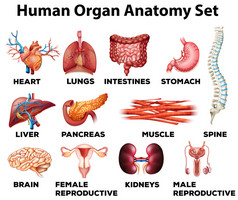 人体器官解剖集