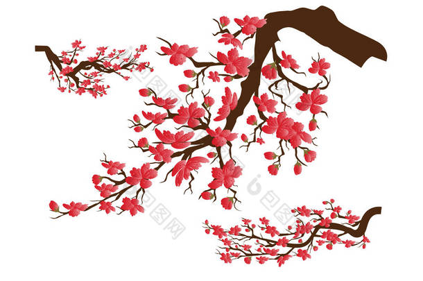 农历新年。樱花花的背景。樱桃花分离白色背景 