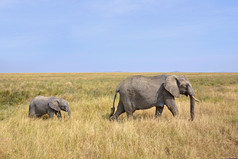 婴儿与母亲走在野生动物园大象
