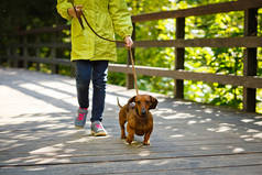 一个女孩在公园里遛狗。秋天里，阳光下，一个小孩和一个戴着皮带的红色大山狗走过了大桥.