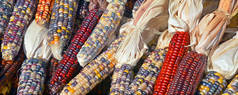 喜庆多彩的干印第安玉米装在篮子里，作为感恩节餐桌、万圣节和秋季的装饰品