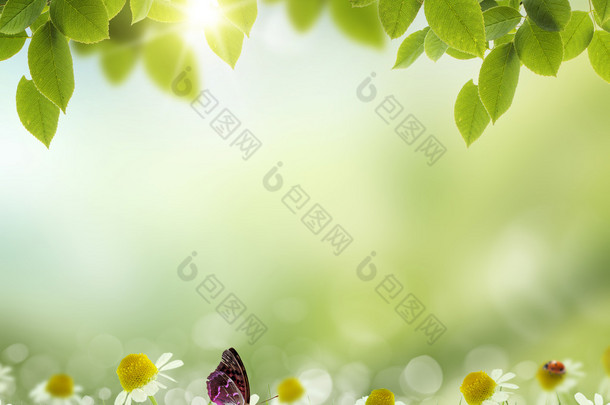 春天或夏天热抽象.chamomile 花