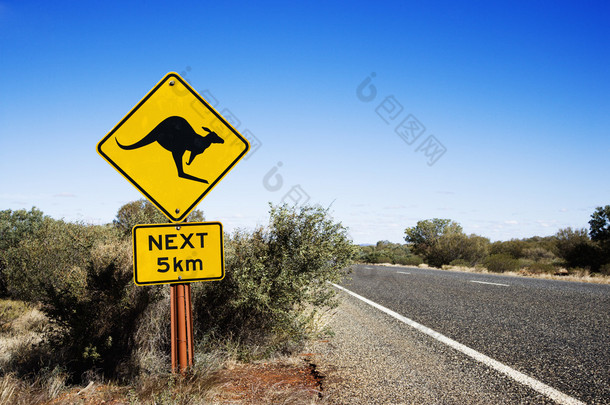 袋鼠过马路澳大利亚
