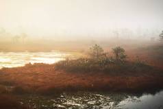 日出时在晨雾中闷热.幼小的松树和开满鲜花的森林地面，特写。晴朗的天空。Idyllic景观。拉脱维亚Kemeri国家公园的环境保护
