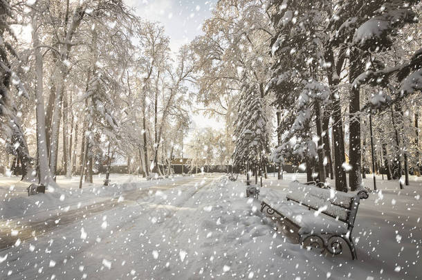 在一个阳光明媚的冬日,冬城公园下起了大雪,覆盖着积雪.阳光冲破树木，<strong>雪花飘落</strong>.