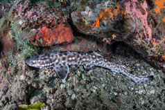 对海底的珊瑚猫鲨科