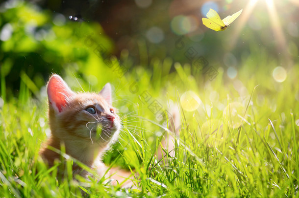 艺术青年宠物猫/小猫狩猎一背光的瓢虫