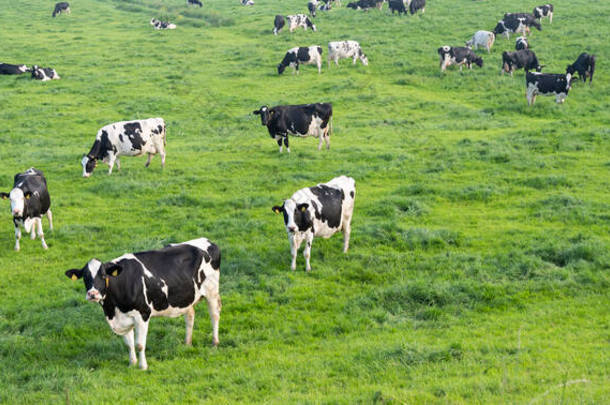 蓝天下青草丛生的草地上，黑白<strong>相间</strong>的斑点奶牛，从中部地区堤坝的高度俯瞰着