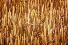 小麦耳朵的质地。作物成熟时麦田