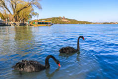中国北京颐和园昆明湖的一对黑天鹅 