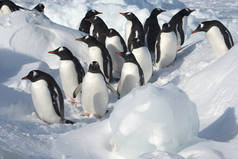 在一个阳光明媚的冬日里, 一群 gentoo 企鹅站在雪岸的浮子中