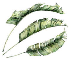 有香蕉枝的水彩画大套装。手绘热带棕榈叶和分枝，白色背景隔离。用于设计、印刷或背景的花卉夏季插图.