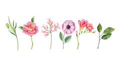 一套水彩花园，粉红色和橙色花朵，白色背景隔离，手绘