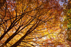森林树木在全秋季的颜色。清晨的阳光穿透树木使它们看起来像火焰