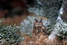 欧亚大陆鹰猫头鹰，Bubo Bubo，坐在树干上，野生动物照片在森林里，秋天的橙色，德国。森林里的小鸟，野生动物中的第一场雪. 
