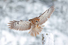 猫头鹰降落在树干上冬季森林,冬季降雪,背景为雪地森林,自然栖息地.来自寒冷冬季的野生动物场景.