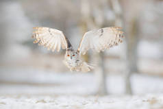 东飞西伯利亚鹰猫头鹰, 特斯·布波特斯·布波芒, 坐在岗上, 雪在林中。白桦树与美丽的动物。来自俄罗斯冬天的鸟。白雪覆盖的小鸟。冬天场面与猫头鹰. 