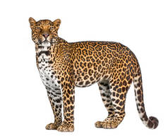 豹、豹的肖像，在白色背景下站立，拍摄，重新包装