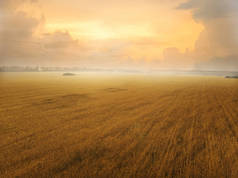 雨后日落的美丽麦田