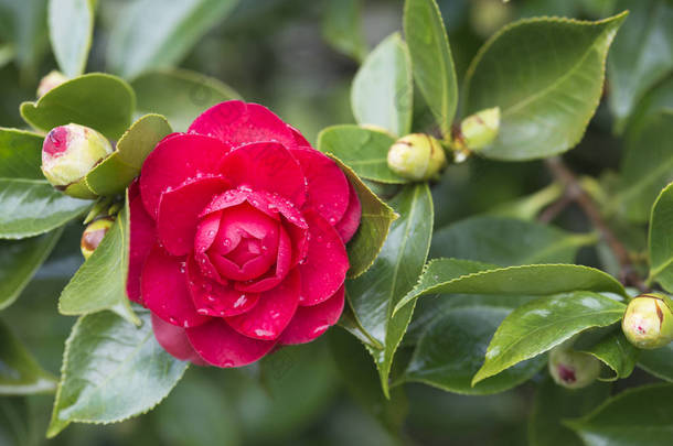 拉科鲁尼亚茶<strong>花树</strong> (西班牙)