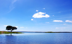 chêne dans le lac alqueva, portugal在 alqueva 湖，葡萄牙的栎树. 