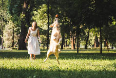 全长视图美丽的年轻女孩在白色礼服看在草地上跳跃的金色猎犬