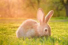 可爱的小兔子在绿色草坪上晒太阳。夏日绿草小兔