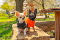 两只奇瓦瓦犬坐在花园的长椅上.吉娃娃穿着黑色和橙色的毛衣。奇瓦瓦花园
