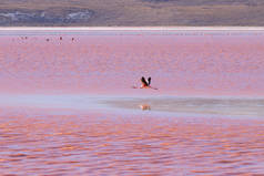 Colorada 火烈鸟, 玻利维亚。普纳火烈鸟。安第斯野生动物。红礁湖