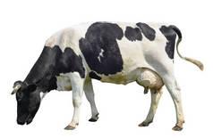 有趣可爱的奶牛上白色孤立。浅黑色和白色的牛。有趣的好奇牛。农场动物。牛，站在白色的背景，在白色的宠物牛全长.