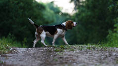美丽的猎狗小猎犬在树林里散步.快乐的小狗跑过树林，坐在草地上
