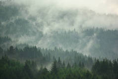 雾蒙蒙的早晨,山谷中的松树林,新鲜的绿色的空气.