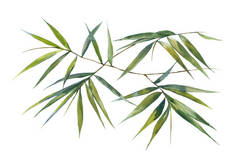 竹叶的水彩插图绘画