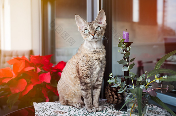 美丽的德文郡 Rex 猫坐在漂亮的阳台上。猫正津津有味地要在阳台<strong>上新</strong>鲜空气。<strong>冬</strong>季和圣诞节即将来临。圣诞装饰