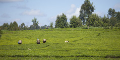 在肯尼亚采茶工人