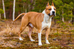 美丽的狗美国斯塔福德郡的狗在森林里的大自然里。彩色照片