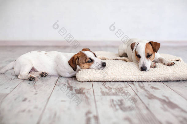 两只狗睡在地板上。朋友狗狗狗
