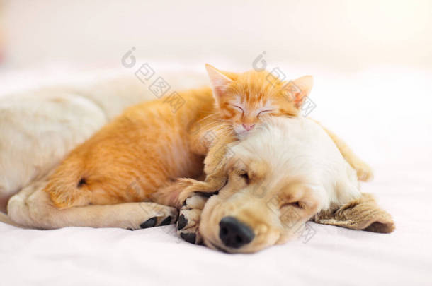 猫和狗睡在一起。小猫和小狗在打盹。家养宠物动物护理。爱与友谊。家畜.